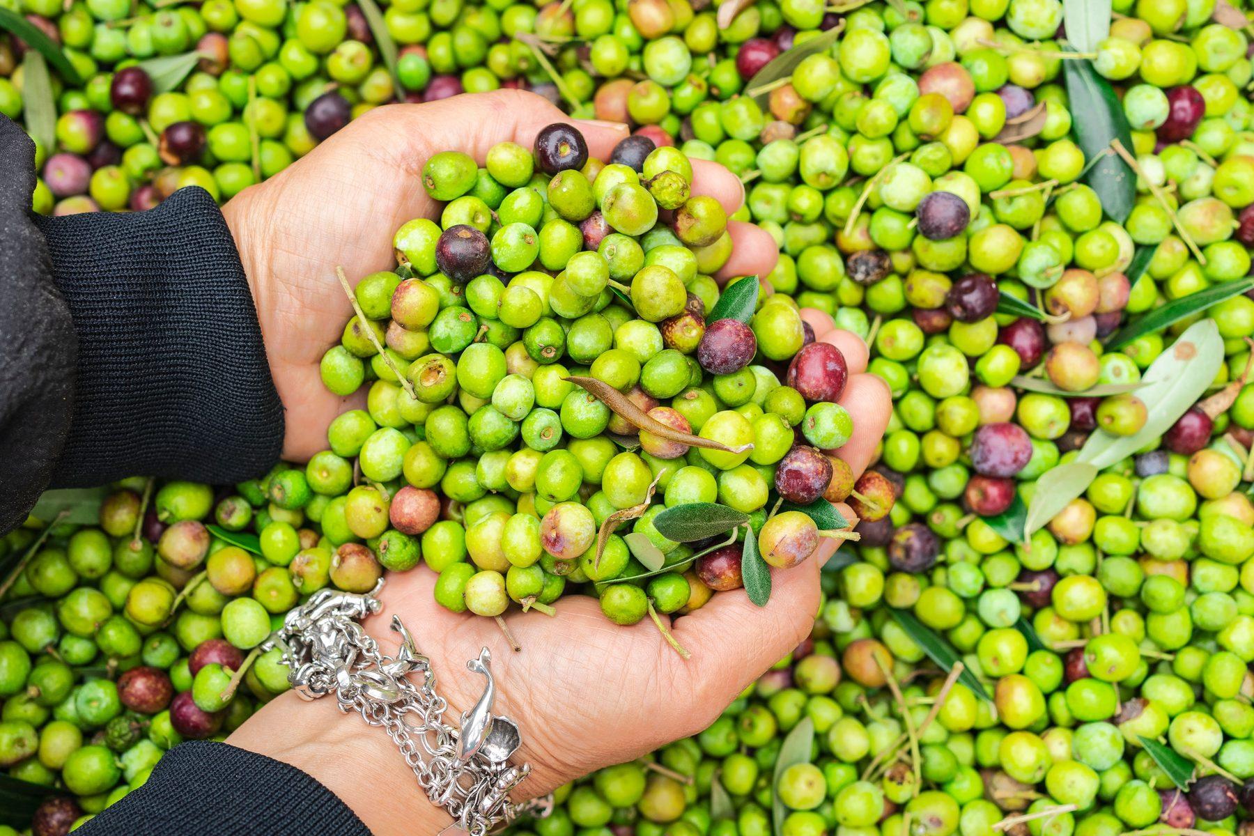 Wie aus der Olive Öl wird – vom Mahlwerk zur Zentrifuge